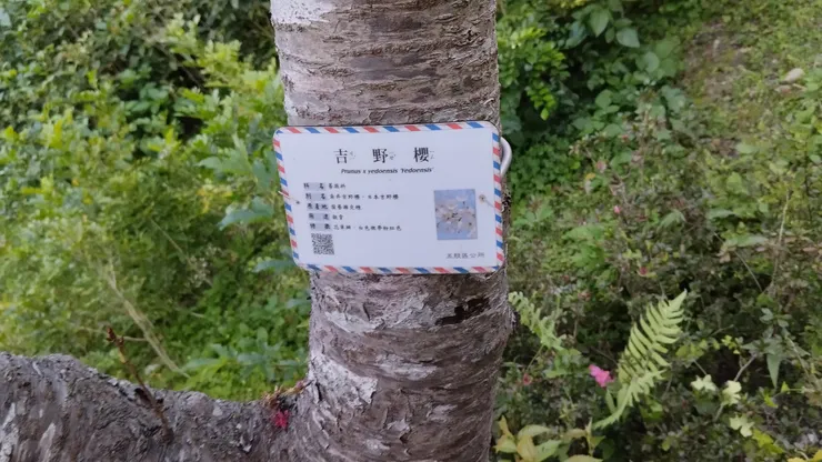 櫻花名牌