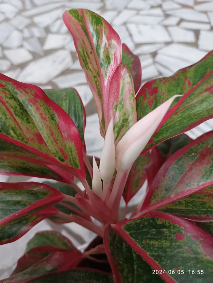 粗肋草類的萬年紅，自拍攝