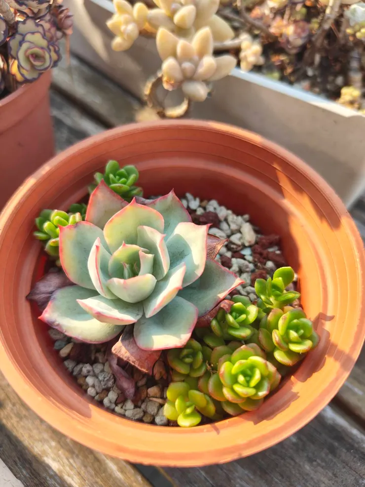 去年夏天太慘，這張照片算是藍光初登場吧