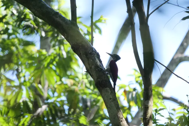 Endemic Bird Crimson-backed Flameback