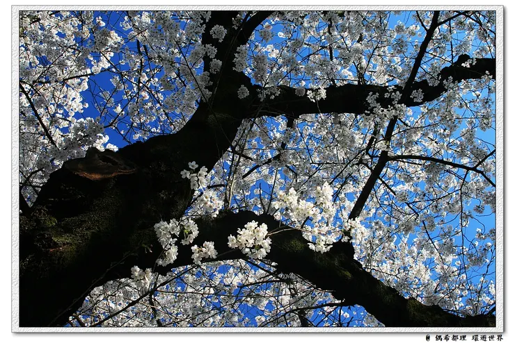 【東京・櫻花】