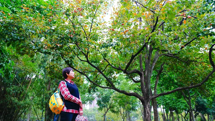 剛進園看到的柿子樹