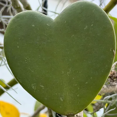 選我正姐的沙龍