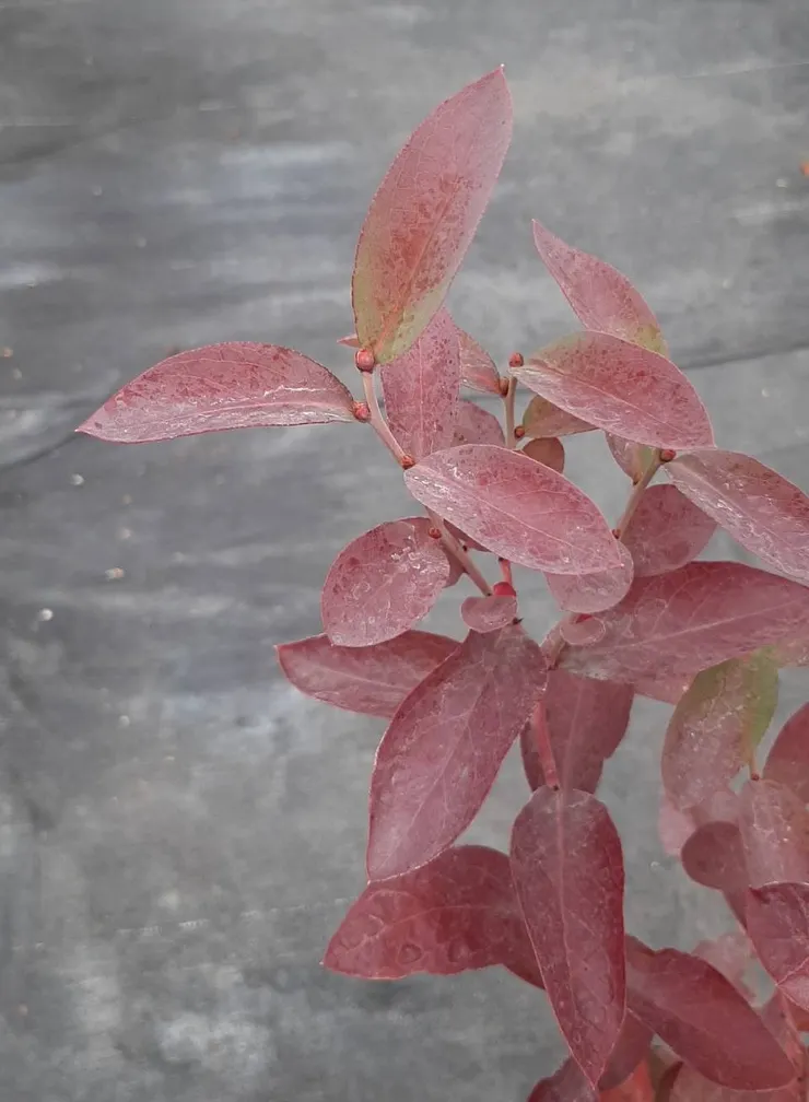 兔眼藍莓葉片轉紅(拍攝於南投縣南投市)