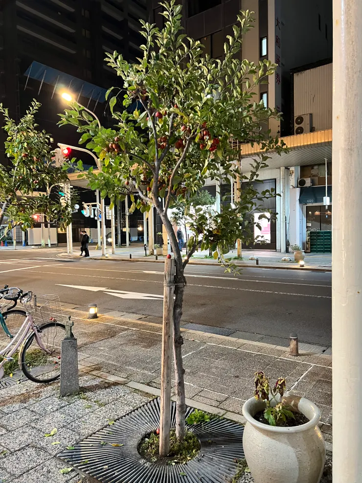 青森街道蘋果樹