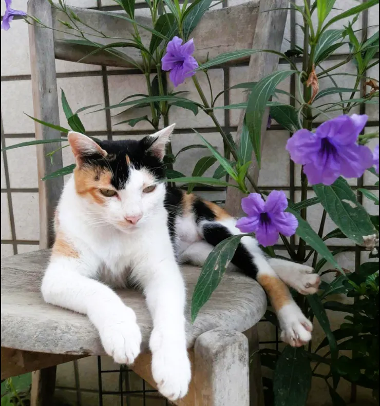 小花   找到小黑了嗎