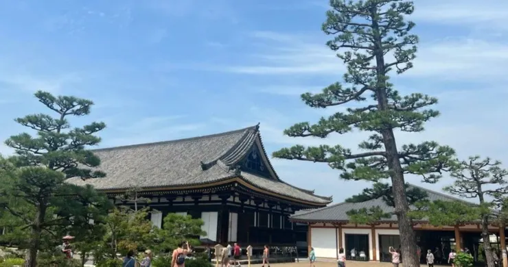京都三十三間堂的外觀與松樹庭園景致