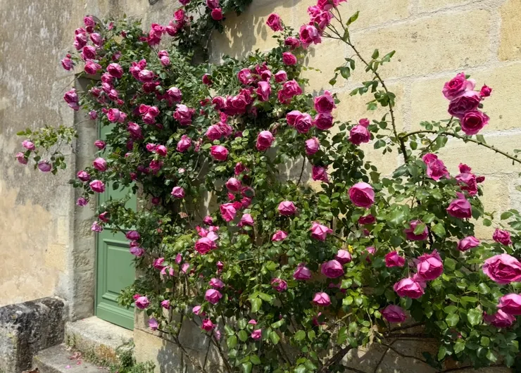 自己拍完都很開心的照片