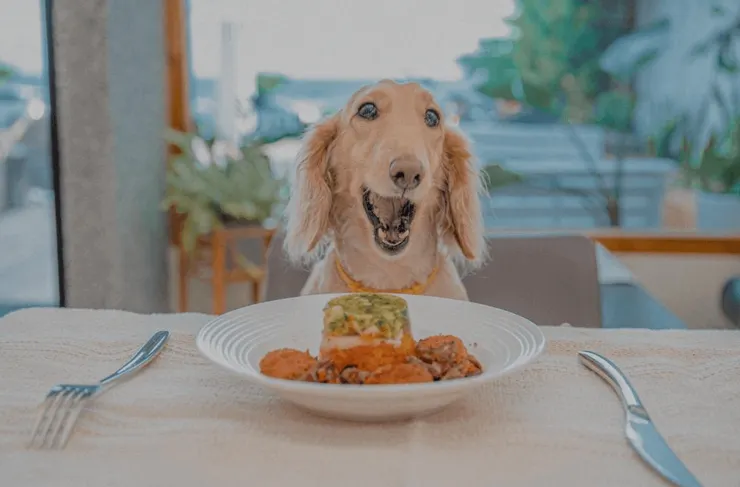 莎莎之拉夢民宿4