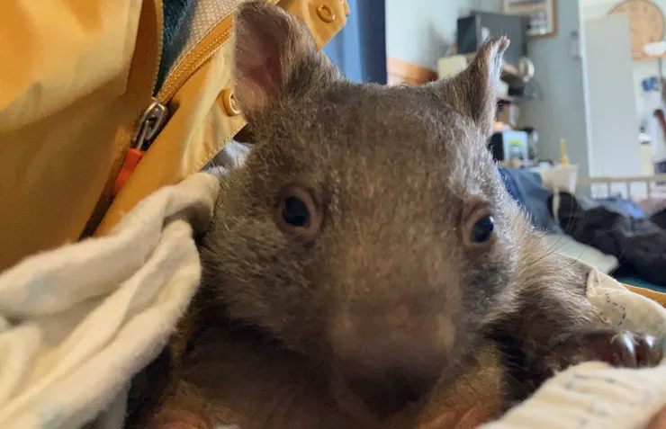 還是小寶寶的小袋熊 Patric，需要中途計畫的支援