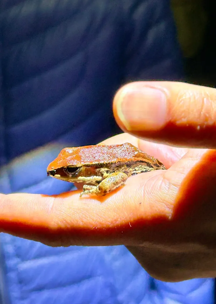 圖10 看到了園區內常見的蛙類