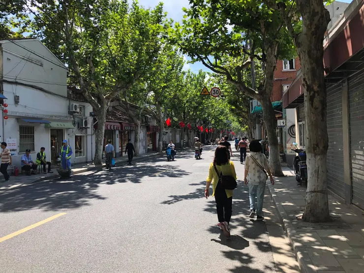 行道樹多為法桐