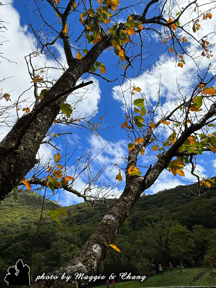 二子坪的秋色一隅 在二子坪池畔,一棵變葉木悄悄染上秋意。紅與黃交錯的葉片,在陽光下閃爍著溫暖的色澤,倒映在藍天下格外耀眼。微風輕拂,葉影在水面微微搖曳,彷彿在低語:「秋天真的來了。」那一刻的景色,不需華麗,只憑自然的色彩,就足以讓人駐足良久。