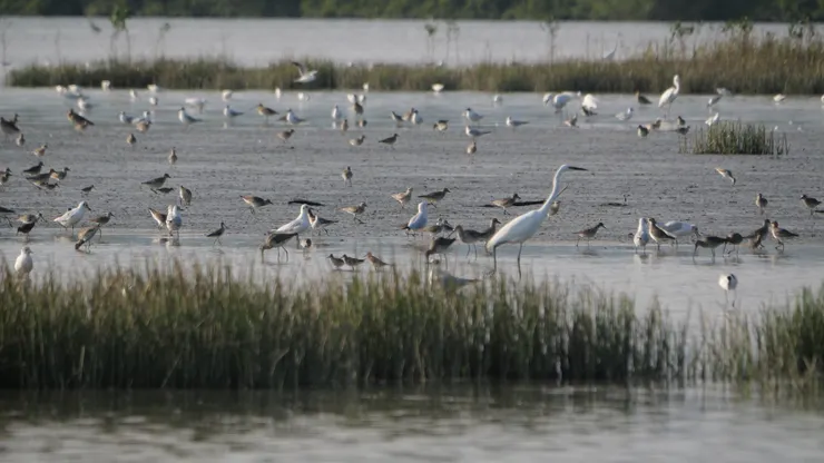 能在這環境找到一隻特別鷗的確很厲害!
