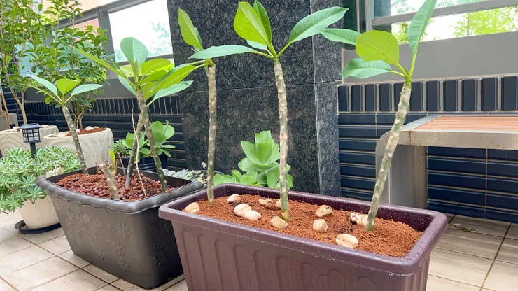  雞蛋花，扦插成功後，如何養護到開花？