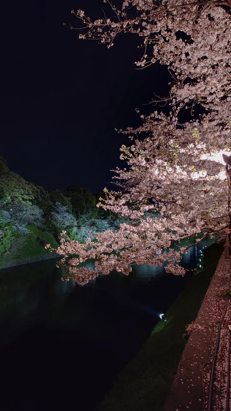 千鳥之淵夜櫻。(攝影/陳宜彣)