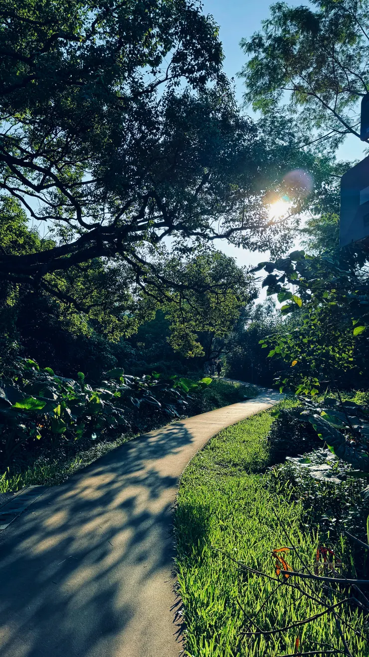 日落時份的林蔭道路