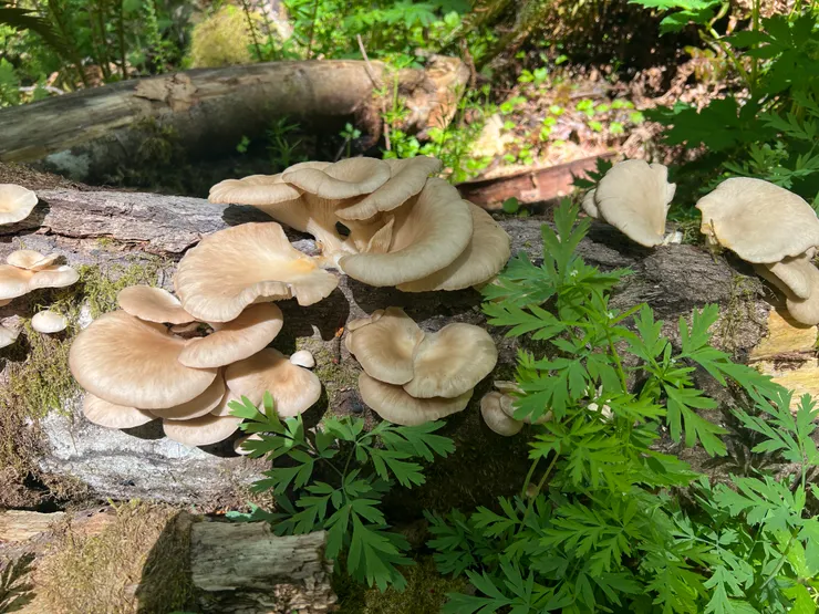 看起來很好吃的菇