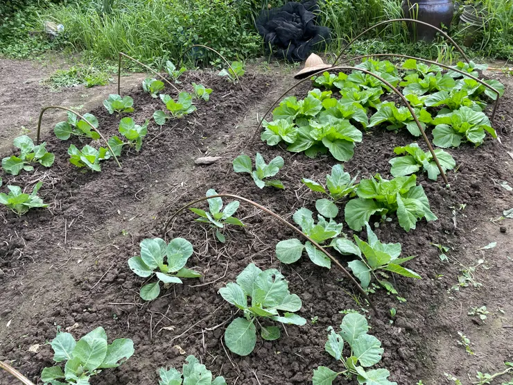 高麗菜長大了！