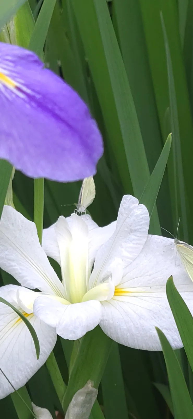 蝶戀花，幸福美滿，比翼雙飛。