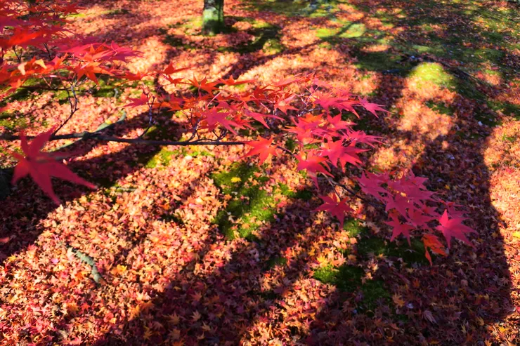 常常出去旅行，自認為是在找靈感，其實只是躲避編輯 攝於京都東福寺楓紅