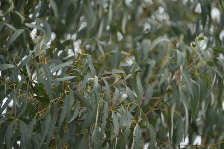 Forty-spotted Pardalote