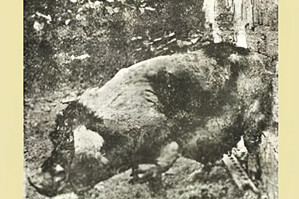 1934年，上海寶華寺放生園長人手的豬，走路時人掌形的左前腳一直舉著不著地。（公有領域）