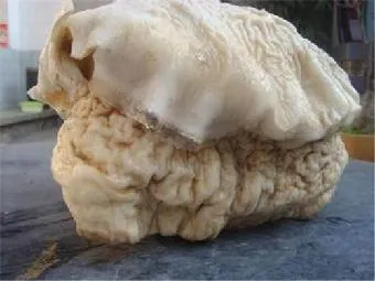 肉靈芝，據說就是太歲星的化身(圖片出自網路)