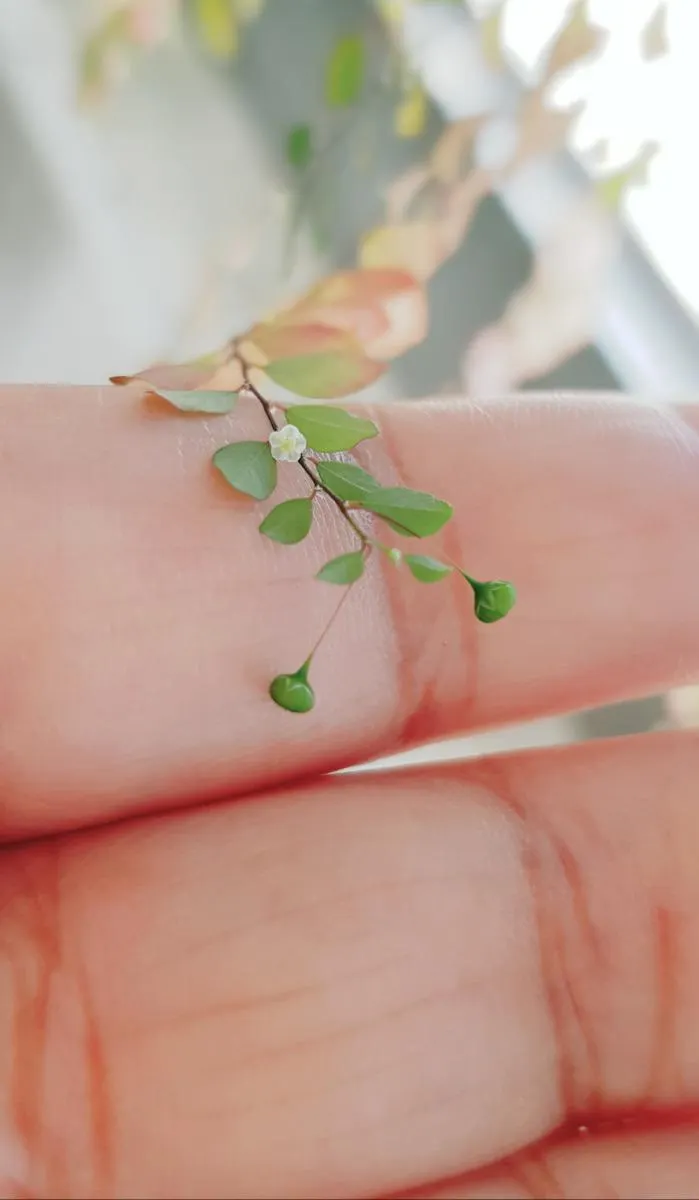 圖片來源：來自安奇珮奇的隨手拍