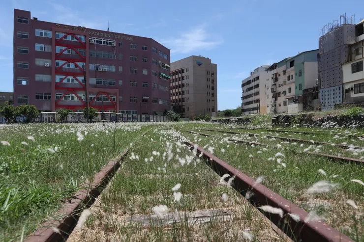 在高雄海關與廢棄月台間的白茅花海