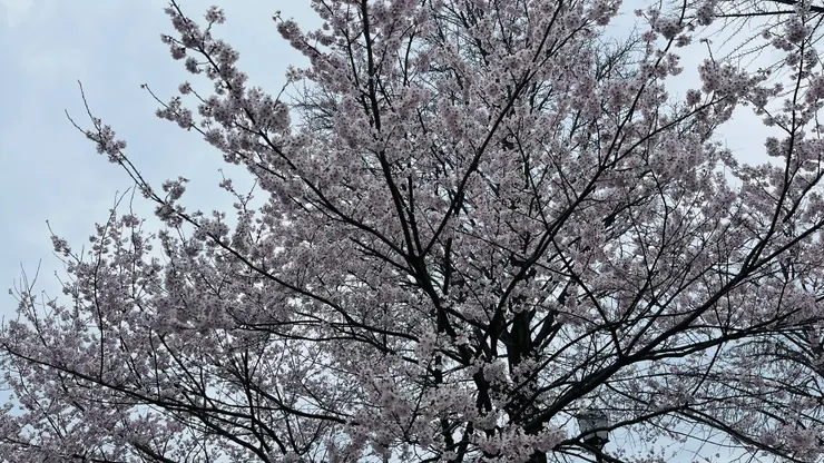 花朵顏色為淡粉色