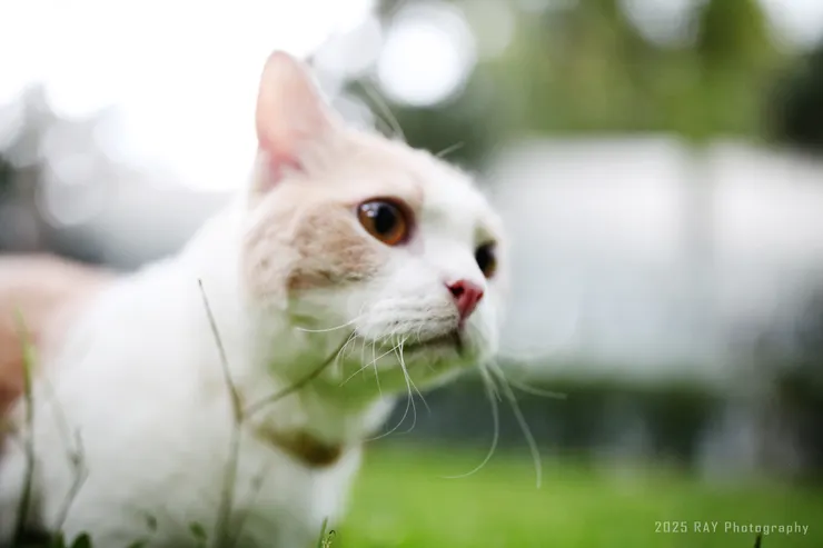 在戶外的光線裡，牠的瞳孔居然放得這麼大， 不曉得又發現了什麼新玩意。