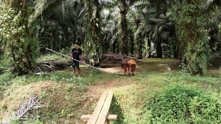 ▲許多土地被拿來種植經濟作物棕櫚樹。