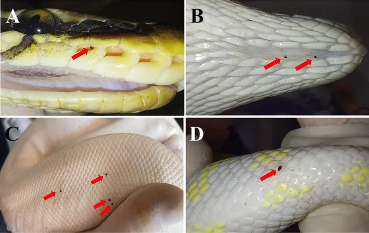 （圖一）蛇蝨常見於唇窩、泄殖腔、鱗片等等的縫隙中。（圖片取自[1])