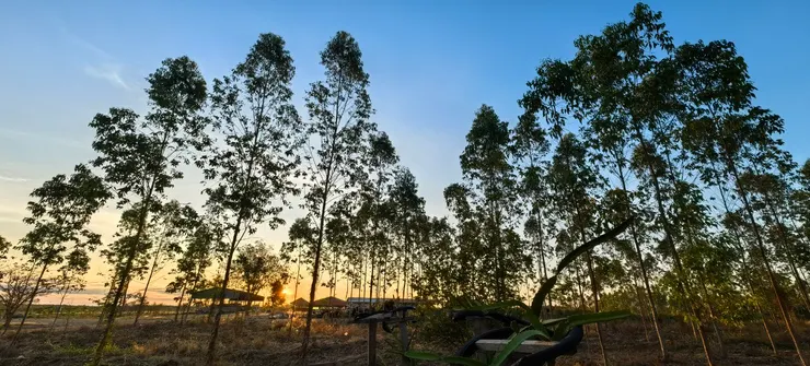 手機拍攝於桔井省 ខេត្តក្រចេះ一個林區