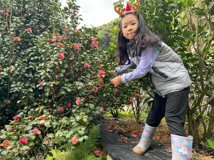 繁花盛開，幽靜閑雅的茶花。  樹體健康逢花期綻放，高雅美麗迷人。  謝謝樹，帶給我們生命的自然美好！