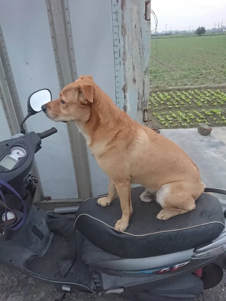 米克斯弟弟(弟弟媽咪提供)