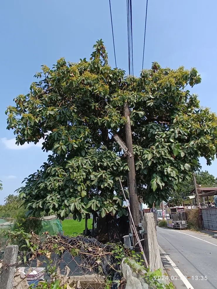 酪梨樹高平電桿