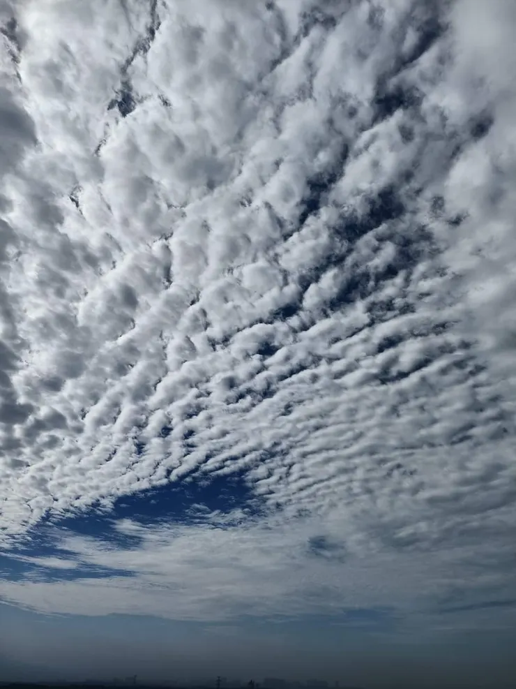 雖然是晴天，太密集的魚鱗讓人心情有點鬱悶