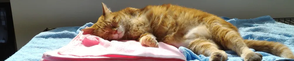 彼得貓幸福轉運站的沙龍