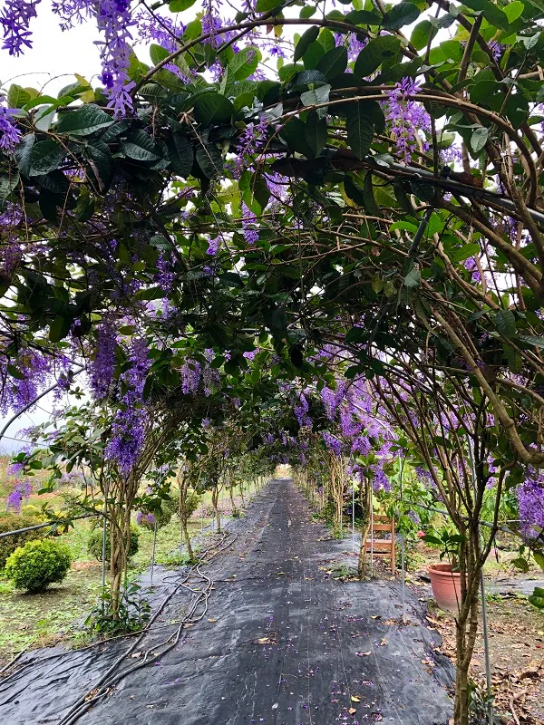 鍚葉藤,又稱"許願藤",是種神秘又高貴的紫色。