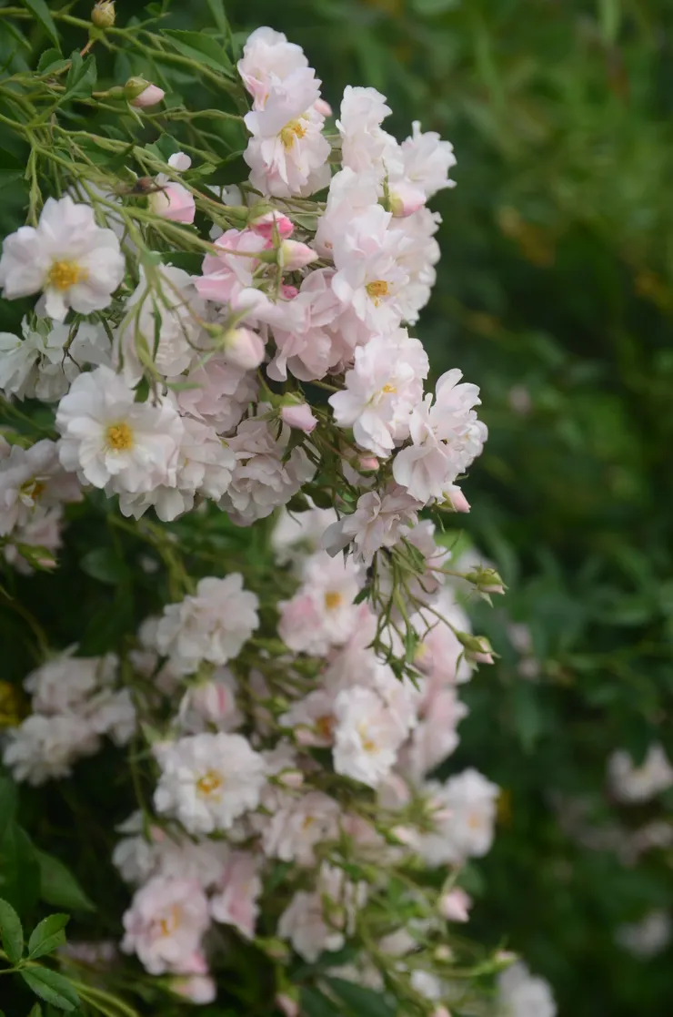 自家育種的蔓玫 尚未命名