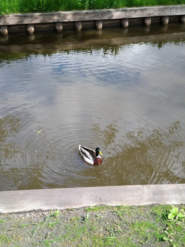 這隻顏色最鮮豔