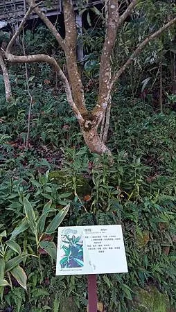 [台北旅遊]台北市南區一座八仙足跡傳說遺留的山岳，四通八達路