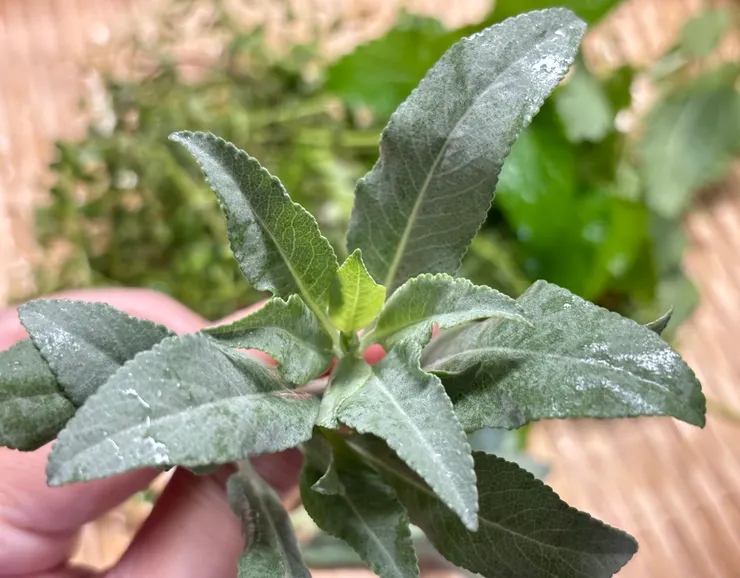 白鼠尾草