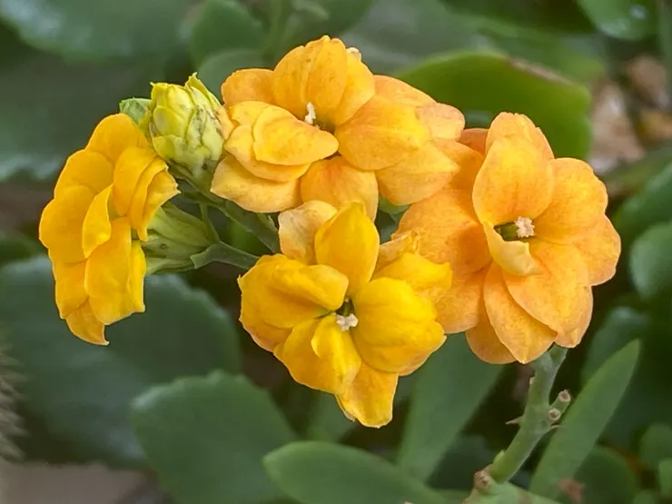 我的黃色長壽花