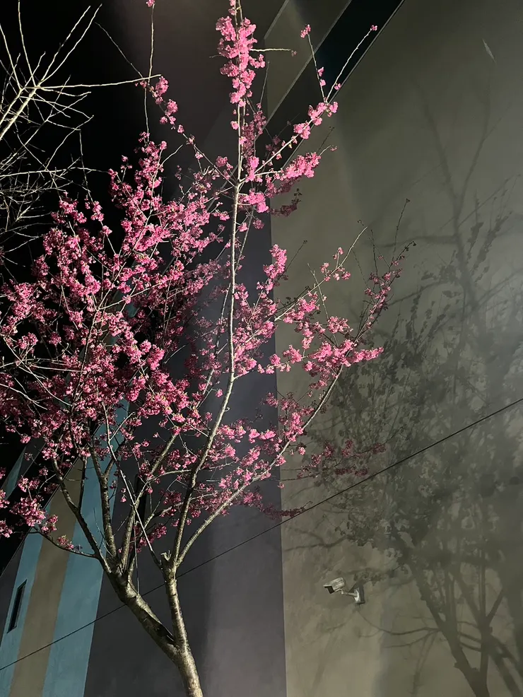 同為奴隸的我準備開始進入新專案忙碌期，在加班的夜裡遇見一樹放花。