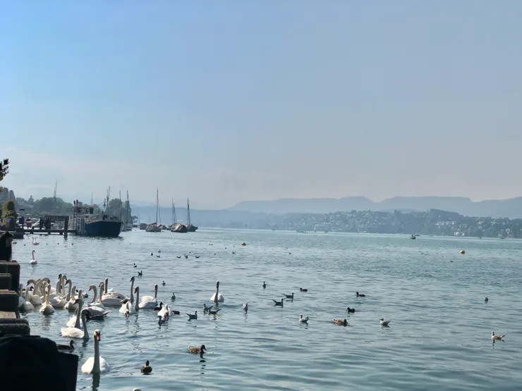 蘇黎世當地人喜歡餵食蘇黎世湖畔天鵝及鳥禽類