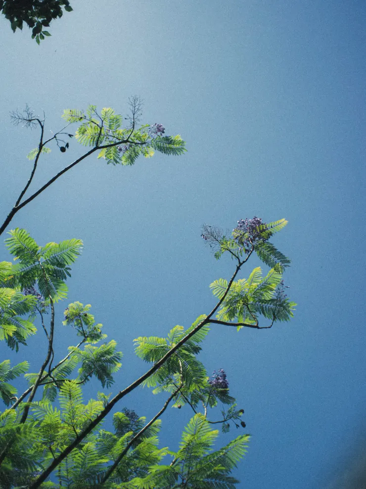 應著大姐的要求，要我朝著天空拍，於是才有了這張