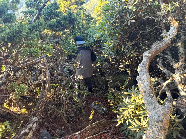 隊友鑽在圓柏林中的身影